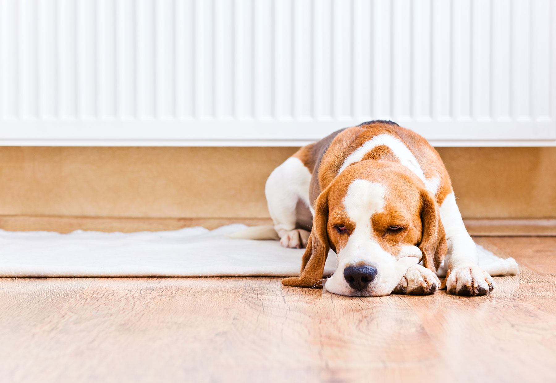 hero image - Beagle next to a warm radiator